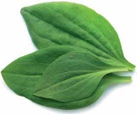 Иллюстрация к книге — Кулинарная энциклопедия. Том 29. П (Пита – Попьет) [_44.jpg]