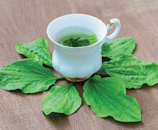 Иллюстрация к книге — Кулинарная энциклопедия. Том 29. П (Пита – Попьет) [_45.jpg]