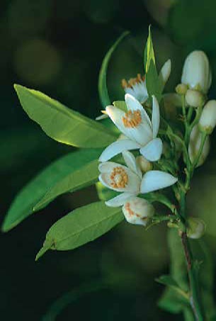 Иллюстрация к книге — Кулинарная энциклопедия. Том 29. П (Пита – Попьет) [_79.jpg]