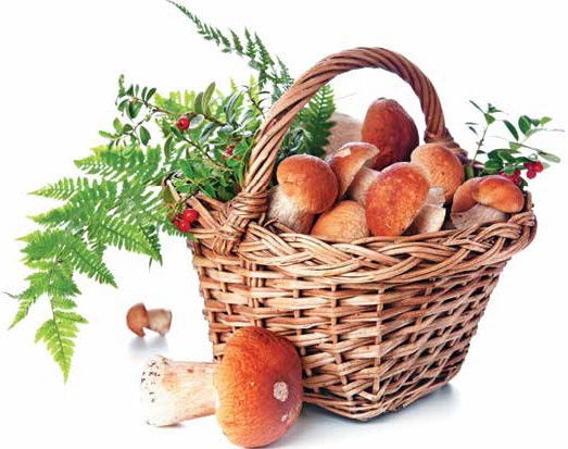 Иллюстрация к книге — Кулинарная энциклопедия. Том 2. Б (Баба – Бефстроганов) [_108.jpg]