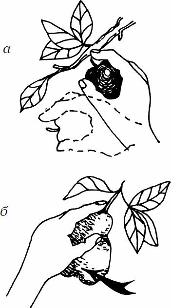 Иллюстрация к книге — Сезон урожая. Собираем и храним. [_03.jpg]