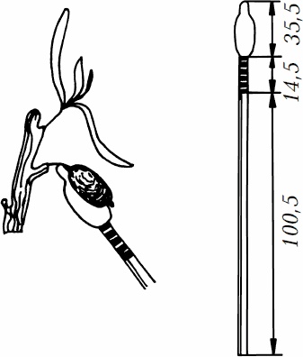 Иллюстрация к книге — Сезон урожая. Собираем и храним. [_06.jpg]