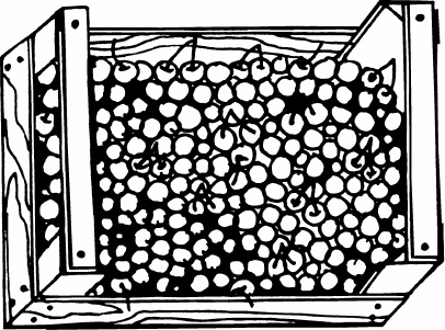 Иллюстрация к книге — Сезон урожая. Собираем и храним. [_14.jpg]