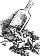 Иллюстрация к книге — Вино, настойки, ликеры [i_060.jpg]