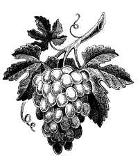 Иллюстрация к книге — Вино, настойки, ликеры [i_263.jpg]