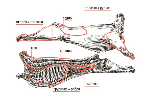 Иллюстрация к книге — Сам себе шеф-повар. Как научиться готовить без рецептов [i_006.jpg]