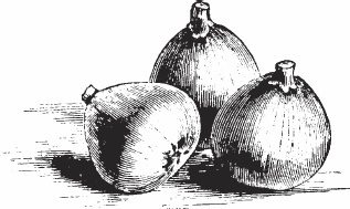 Иллюстрация к книге — Обед для Льва. Кулинарная книга Софьи Андреевны Толстой [_104.jpg]