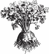 Иллюстрация к книге — Обед для Льва. Кулинарная книга Софьи Андреевны Толстой [_45.jpg]