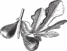 Иллюстрация к книге — Обед для Льва. Кулинарная книга Софьи Андреевны Толстой [_51.jpg]