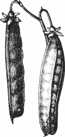 Иллюстрация к книге — Обед для Льва. Кулинарная книга Софьи Андреевны Толстой [_70.jpg]