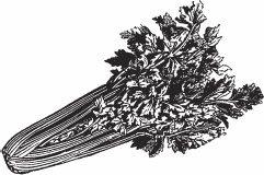 Иллюстрация к книге — Обед для Льва. Кулинарная книга Софьи Андреевны Толстой [_86.jpg]