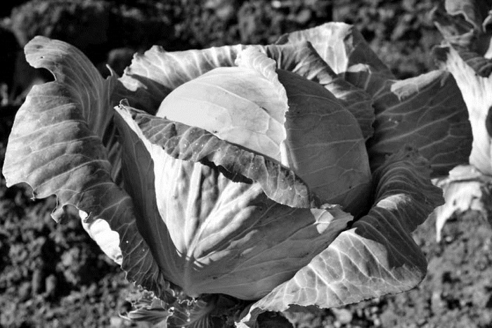 Иллюстрация к книге — Непридуманная история русских продуктов. От Киевской Руси до СССР [i_117.jpg]