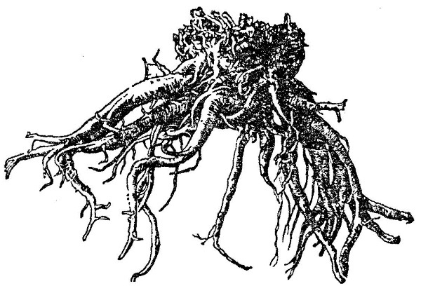 Иллюстрация к книге — Непридуманная история русских продуктов. От Киевской Руси до СССР [i_138.jpg]