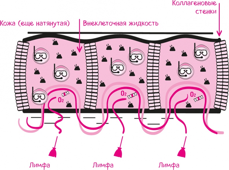 Иллюстрация к книге — Целлюлит. Циничный оберег от главного врага женщин [i_052.jpg]