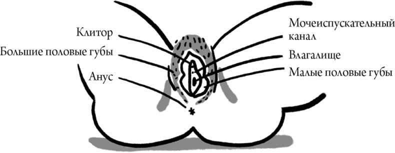 Иллюстрация к книге — Viva la vagina. Хватит замалчивать скрытые возможности органа, который не принято называть [i_005.jpg]