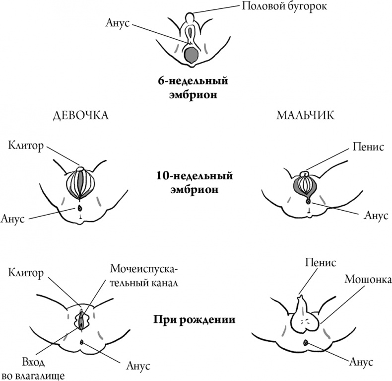 Иллюстрация к книге — Viva la vagina. Хватит замалчивать скрытые возможности органа, который не принято называть [i_008.jpg]