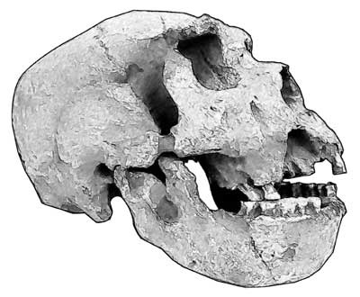 Иллюстрация к книге — Мифы об эволюции человека [i_001.jpg]