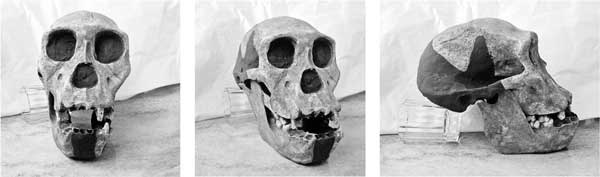 Иллюстрация к книге — Мифы об эволюции человека [i_003.jpg]