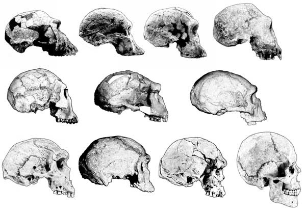 Иллюстрация к книге — Мифы об эволюции человека [i_004.jpg]
