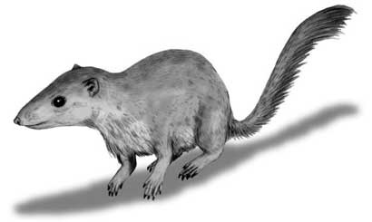 Иллюстрация к книге — Мифы об эволюции человека [i_027.jpg]