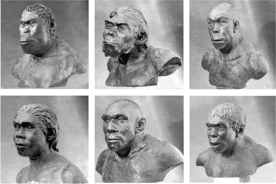 Иллюстрация к книге — Мифы об эволюции человека [i_034.jpg]