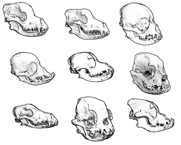 Иллюстрация к книге — Мифы об эволюции человека [i_041.jpg]