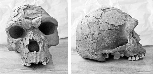 Иллюстрация к книге — Мифы об эволюции человека [i_047.jpg]