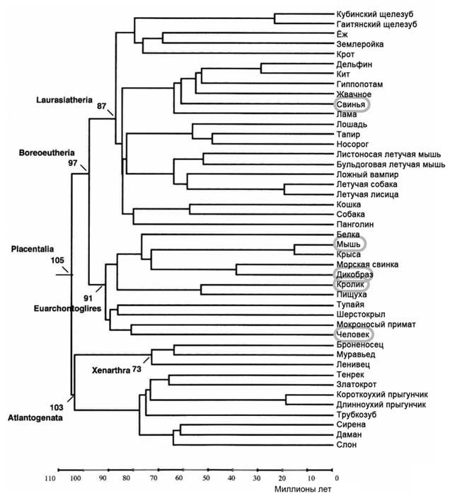 Иллюстрация к книге — Мифы об эволюции человека [i_056.jpg]