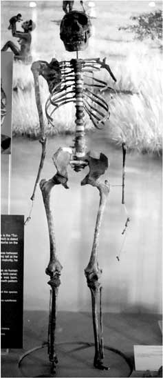 Иллюстрация к книге — Мифы об эволюции человека [i_065.jpg]