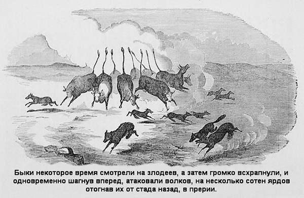 Иллюстрация к книге — В индейских прериях и тылах мятежников. (Воспоминания техасского рейнджера и разведчика) [i_007.jpg]