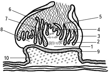 Иллюстрация к книге — Умный виноградник без хлопот [_10.jpg]