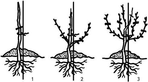 Иллюстрация к книге — Умный виноградник без хлопот [_24.jpg]