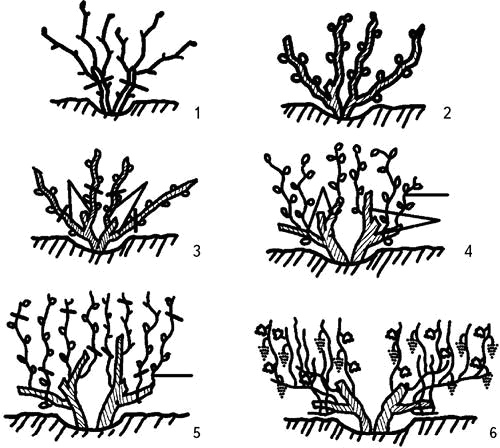 Иллюстрация к книге — Умный виноградник без хлопот [_25.jpg]