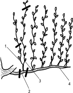 Иллюстрация к книге — Умный виноградник без хлопот [_26.jpg]