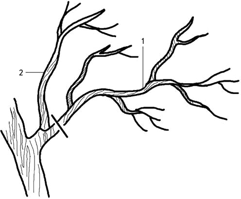 Иллюстрация к книге — Умный виноградник без хлопот [_28.jpg]