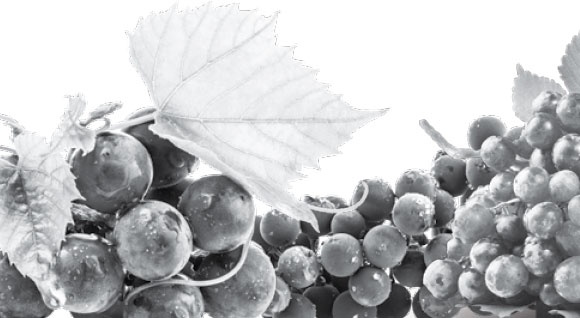 Иллюстрация к книге — Умный виноградник без хлопот [_3.jpg]