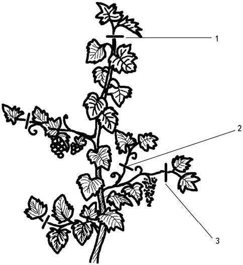 Иллюстрация к книге — Умный виноградник без хлопот [_30.jpg]