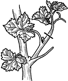 Иллюстрация к книге — Умный виноградник без хлопот [_31.jpg]