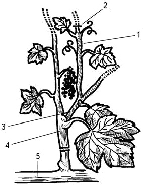 Иллюстрация к книге — Умный виноградник без хлопот [_32.jpg]
