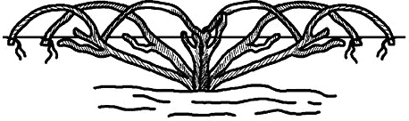 Иллюстрация к книге — Умный виноградник без хлопот [_38.jpg]