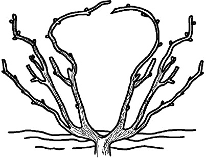 Иллюстрация к книге — Умный виноградник без хлопот [_39.jpg]