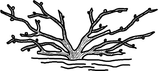 Иллюстрация к книге — Умный виноградник без хлопот [_40.jpg]