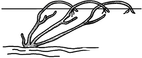 Иллюстрация к книге — Умный виноградник без хлопот [_41.jpg]