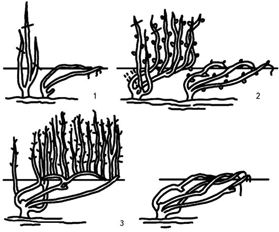 Иллюстрация к книге — Умный виноградник без хлопот [_50.jpg]