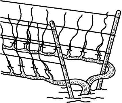 Иллюстрация к книге — Умный виноградник без хлопот [_51.jpg]