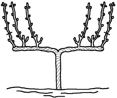 Иллюстрация к книге — Умный виноградник без хлопот [_52.jpg]