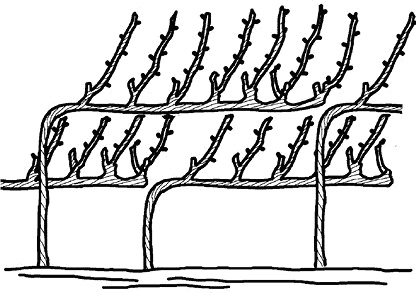 Иллюстрация к книге — Умный виноградник без хлопот [_54.jpg]