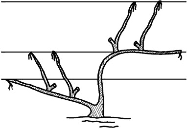 Иллюстрация к книге — Умный виноградник без хлопот [_55.jpg]