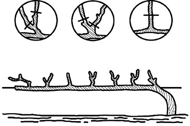 Иллюстрация к книге — Умный виноградник без хлопот [_59.jpg]