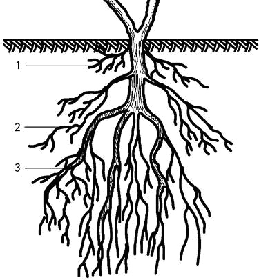Иллюстрация к книге — Умный виноградник без хлопот [_6.jpg]